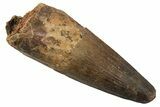 Fossil Spinosaurus Tooth - Real Dinosaur Tooth #344535-1